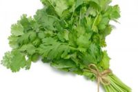 Green Coriander, UAE -