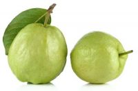 Guava Thailand